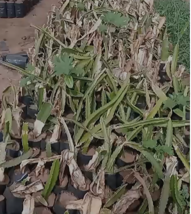 DRAGON FRUIT